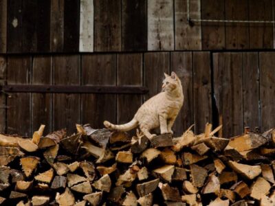 «Закупівлю паливної деревини для прифронтових територій маємо завершити до 1 грудня», – Ірина Верещук