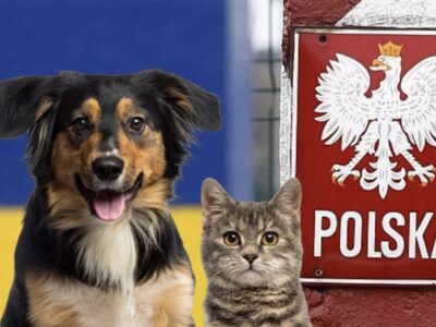 Польща змінила правила ввозу домашніх тварин з України 